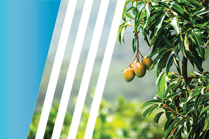 African Mango
