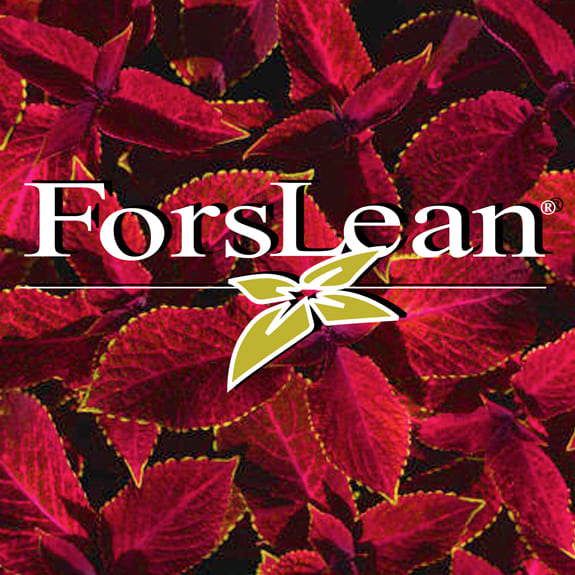 ForsLean Extract